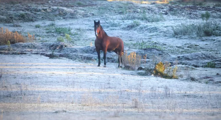 SC amanhece com temperatura abaixo de -5ºC e geada