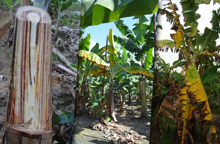 Agricultura emite alerta de monitoramento de praga em bananeiras