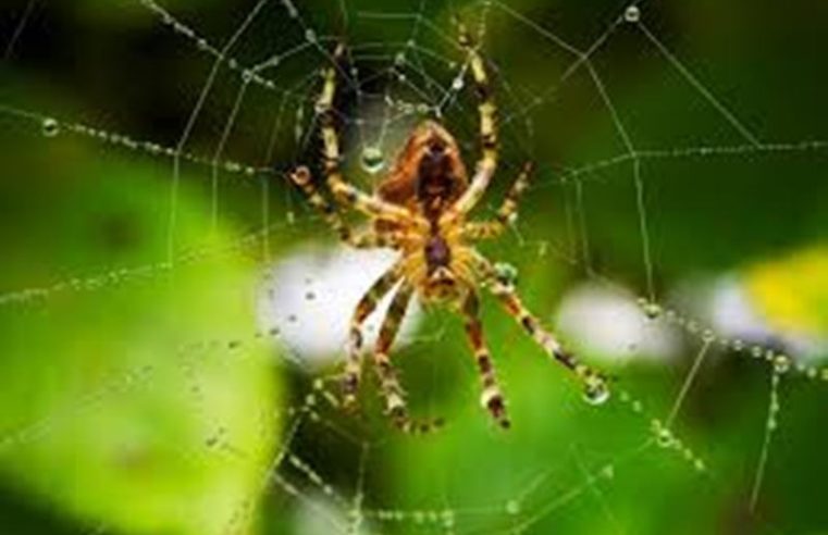 Aranhas estão entre animais peçonhentos que mais causam acidentes