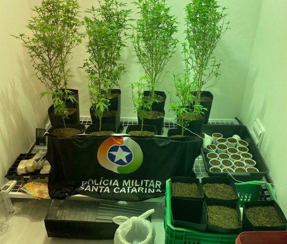 PM descobre estufa com plantação de maconha dentro de casa em Criciúma