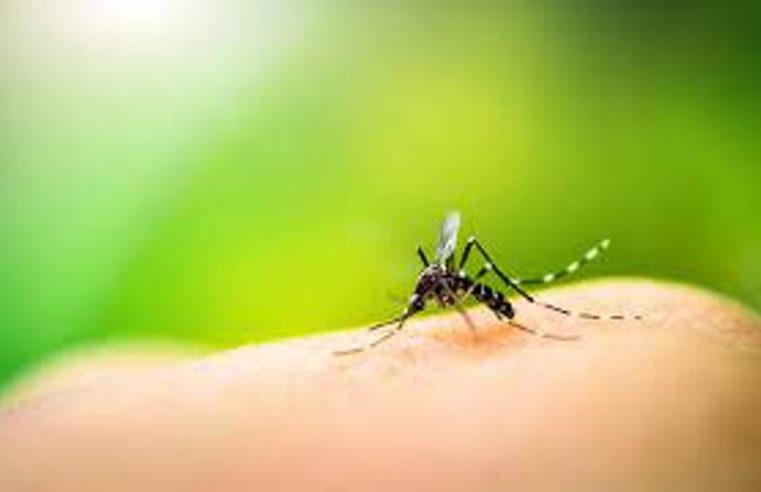 Governo lança campanha nacional de combate ao mosquito da dengue