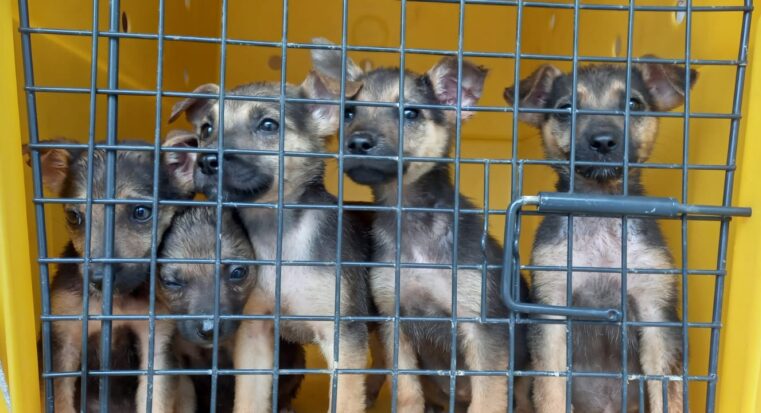 Animais abandonados reforçam as ações do Núcleo de Bem-Estar Animal em Criciúma