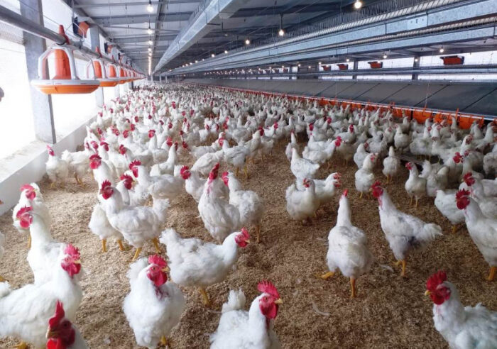 Chile e Arábia Saudita retiram restrição à carne de frango do Brasil