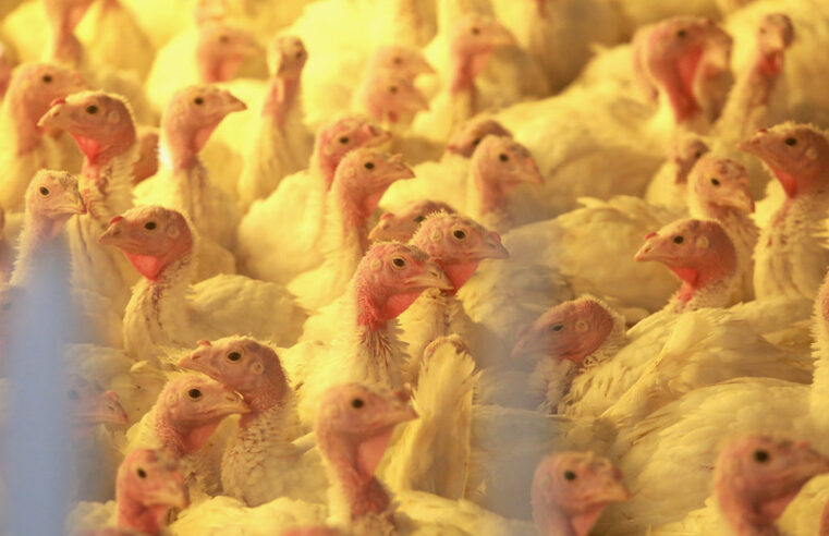 Chile e México suspendem importação de carne de frango do Brasil