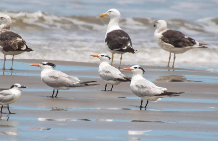 Agricultura confirma primeiro foco de influenza aviária em ave de SP