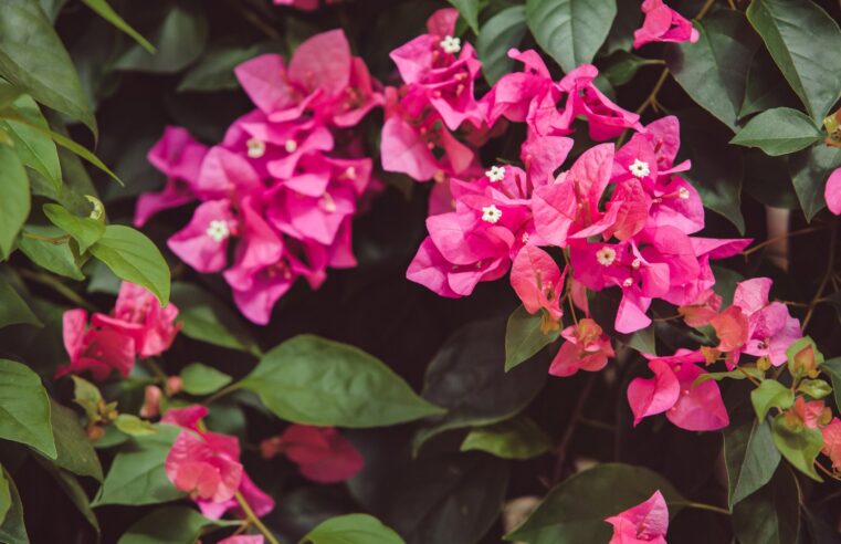 Governo de Criciúma abre inscrições para o 7° Concurso Fotográfico da Diretoria de Meio Ambiente