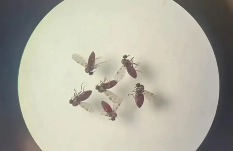 Brasil confirma primeiras mortes por febre do Oropouche no mundo