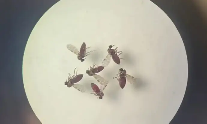 Brasil confirma primeiras mortes por febre do Oropouche no mundo