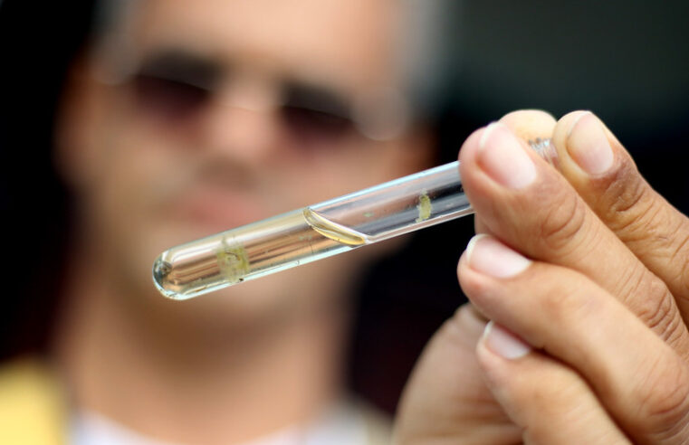 Santa Catarina já registra mais de 366 mil casos prováveis de dengue