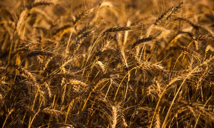 Campanha Maio Verde destaca Dia de Conscientização da Doença Celíaca