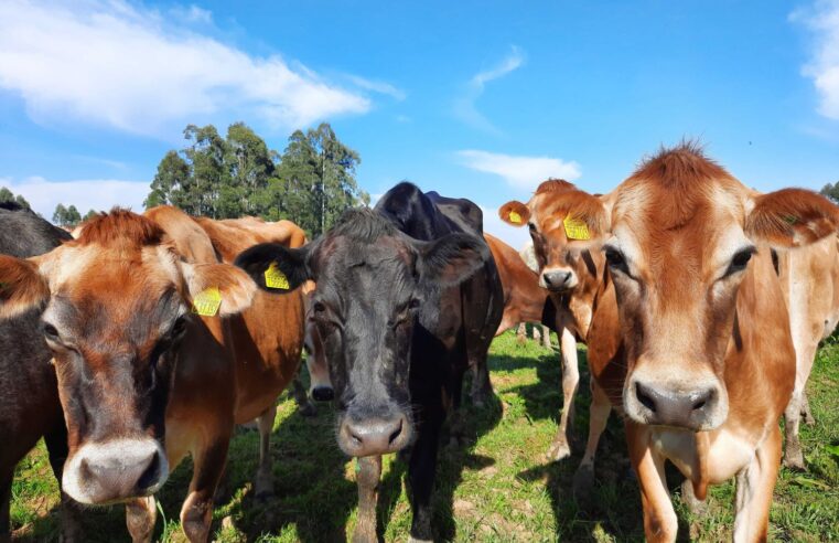 Santa Catarina celebra 18 anos do reconhecimento como Zona Livre de Febre Aftosa sem Vacinação