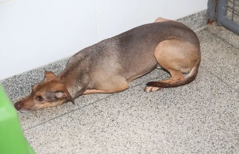 Fazer tatuagem ou piercing em pets por estética vira crime no Brasil