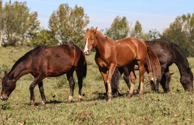 Ração contaminada com substância tóxica mata 284 cavalos
