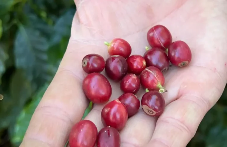 China habilita 183 empresas brasileiras a exportar café para o país
