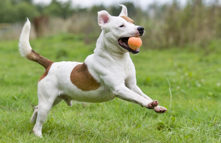 Bolinhas: por que os cães são tão apaixonados pelo brinquedo?