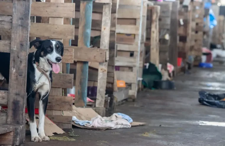 Lei endurece punições e reacende debate sobre maus-tratos a animais