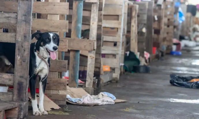 Lei endurece punições e reacende debate sobre maus-tratos a animais