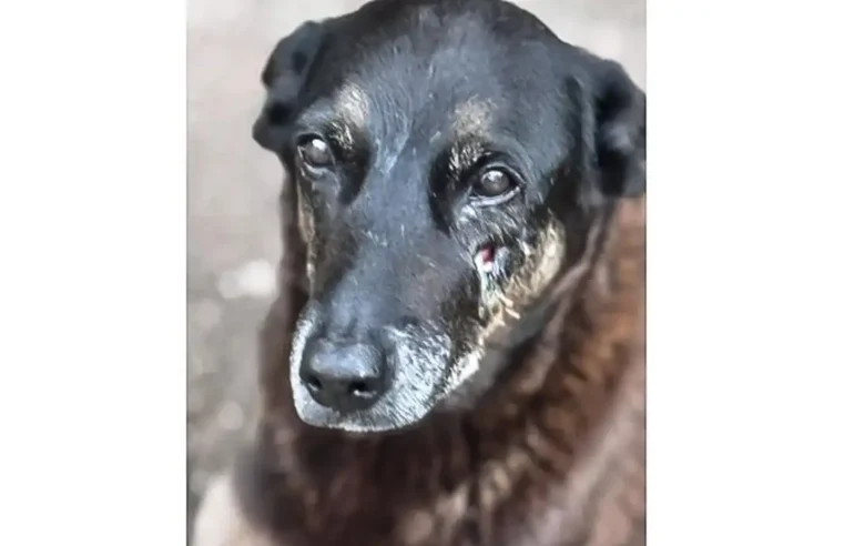 Polícia quer apreender passaporte de envolvido na morte do cão Orelha