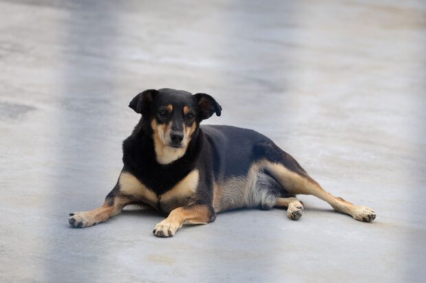 Abril Laranja: no mês de combate à crueldade contra os animais, Governo de SC destaca ações para enfrentamento do problema