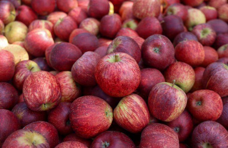 Santa Catarina agora pode exportar maçã diretamente pelos portos catarinenses
