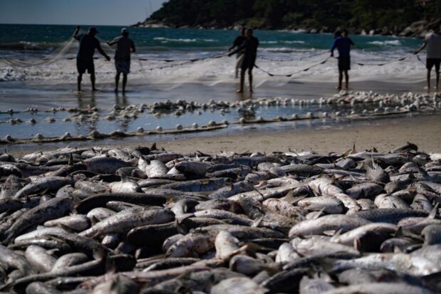 Com limite maior de captura, safra da tainha 2026 começa nesta sexta e reforça tradição da pesca artesanal no Litoral catarinense