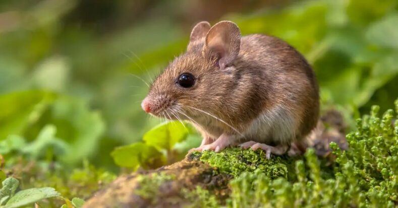 Com vigilância ativa, Santa Catarina registra um único caso de hantavírus não transmissível entre humanos em 2026